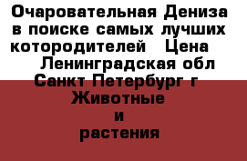 Очаровательная Дениза в поиске самых лучших котородителей › Цена ­ 100 - Ленинградская обл., Санкт-Петербург г. Животные и растения » Кошки   . Ленинградская обл.